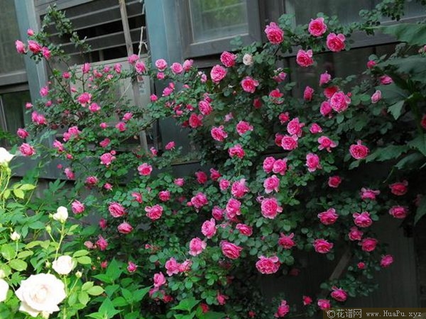 粉色达芬奇 Leonardo da Vinci
