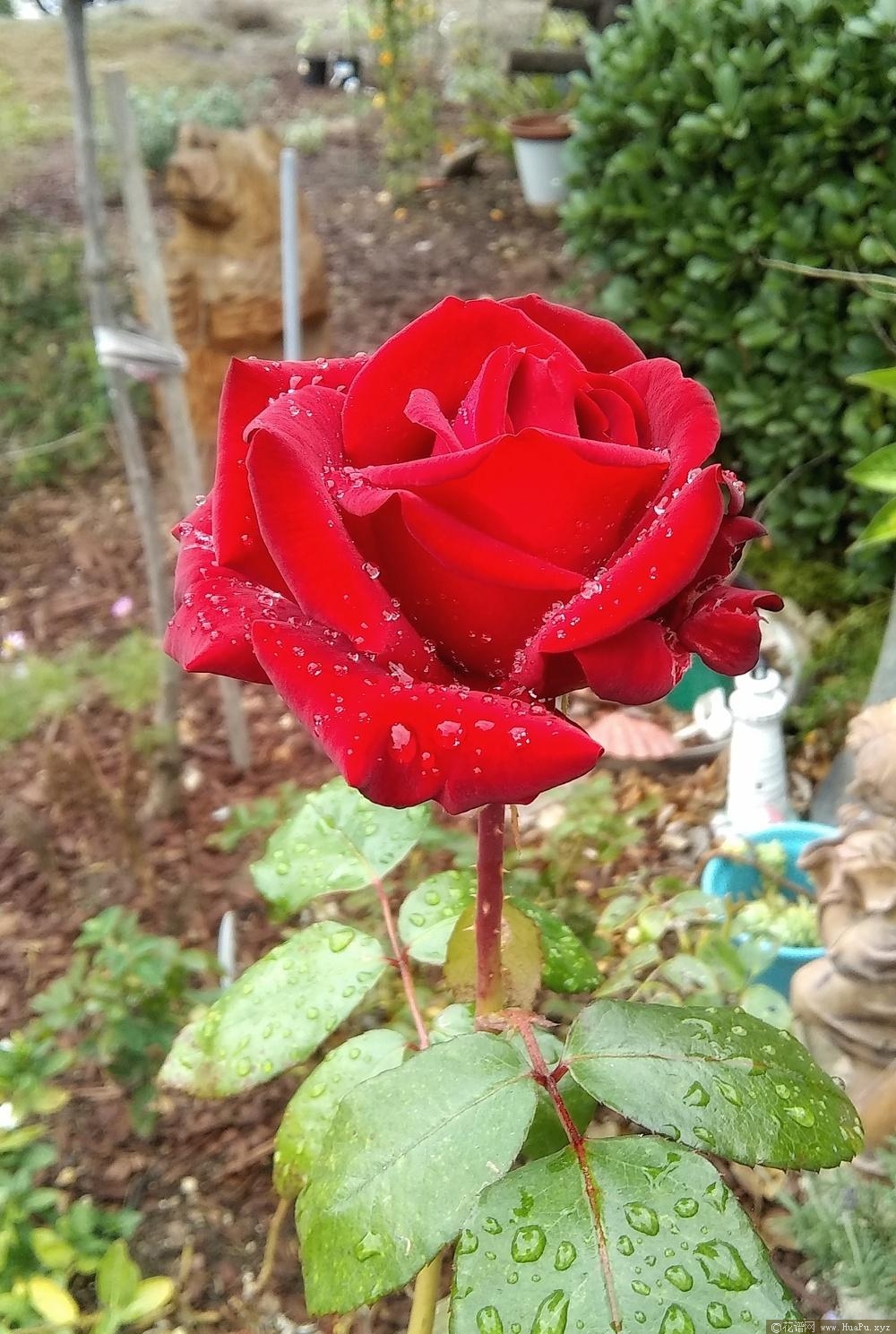 索菲娅·罗兰