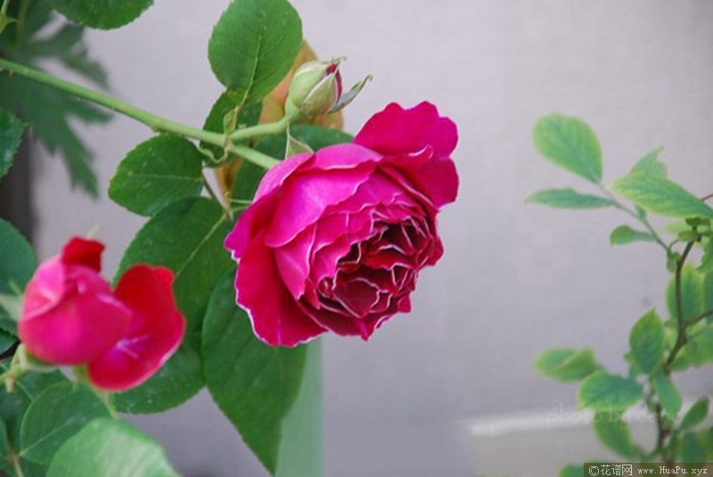 紫袍玉带RogerLambelin