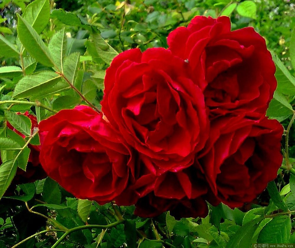 红色光芒