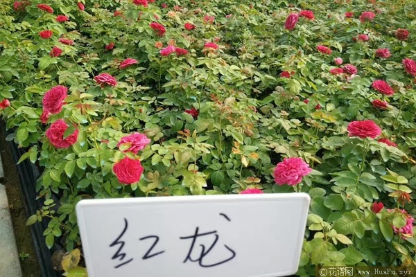 红色龙沙宝石