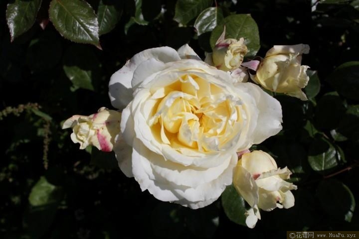 维纳斯的骄傲Pride of Venus
