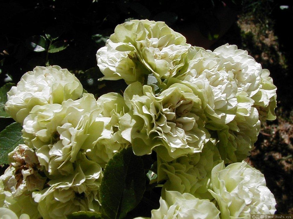 绿冰Green Ice