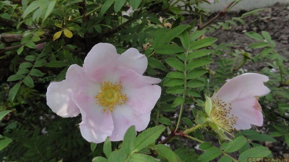 缫丝花/刺梨Rosa roxburghii