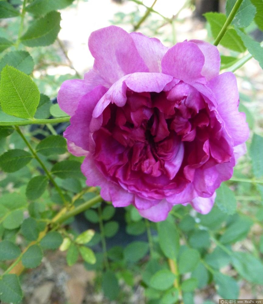 缫丝花/刺梨Rosa roxburghii