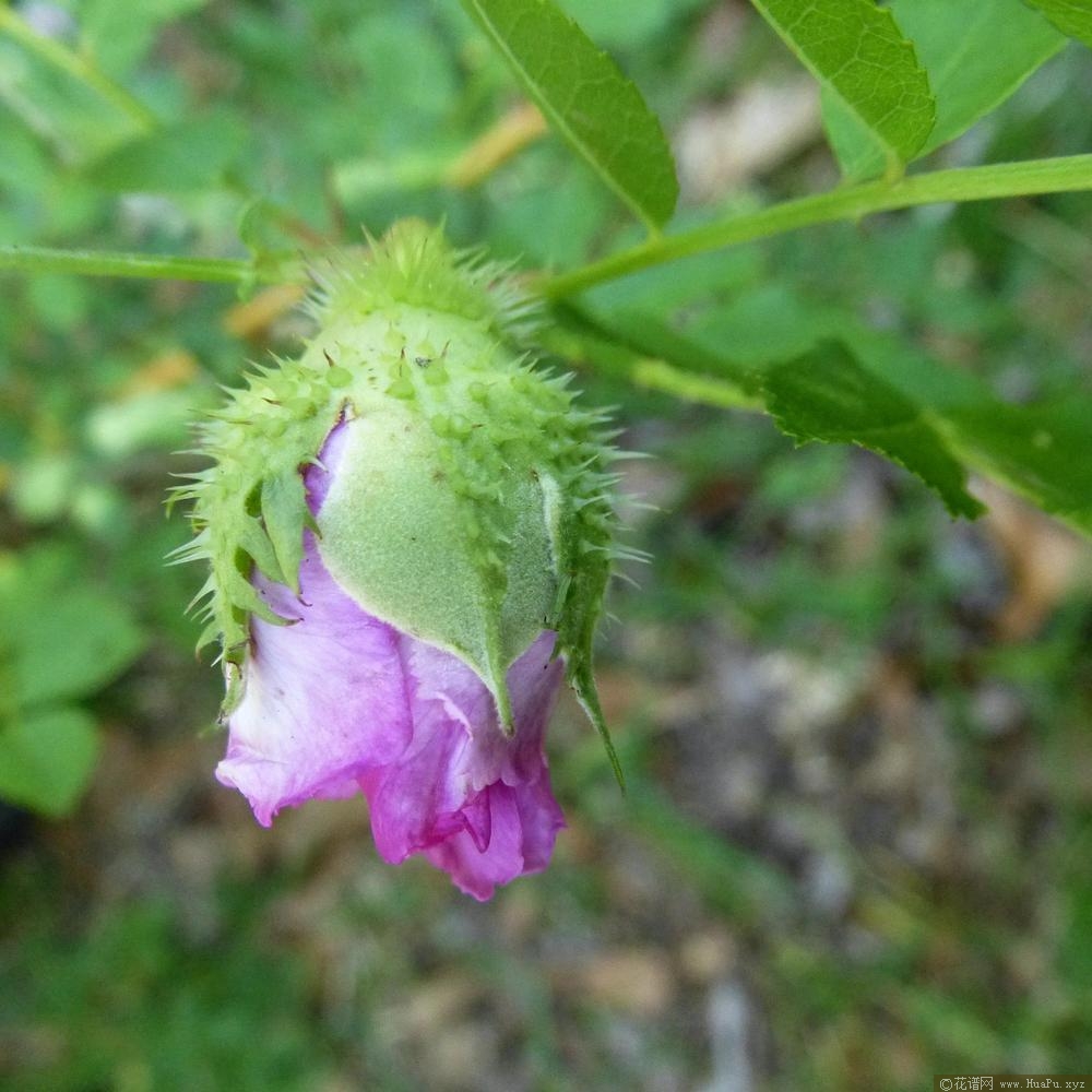 缫丝花/刺梨Rosa roxburghii