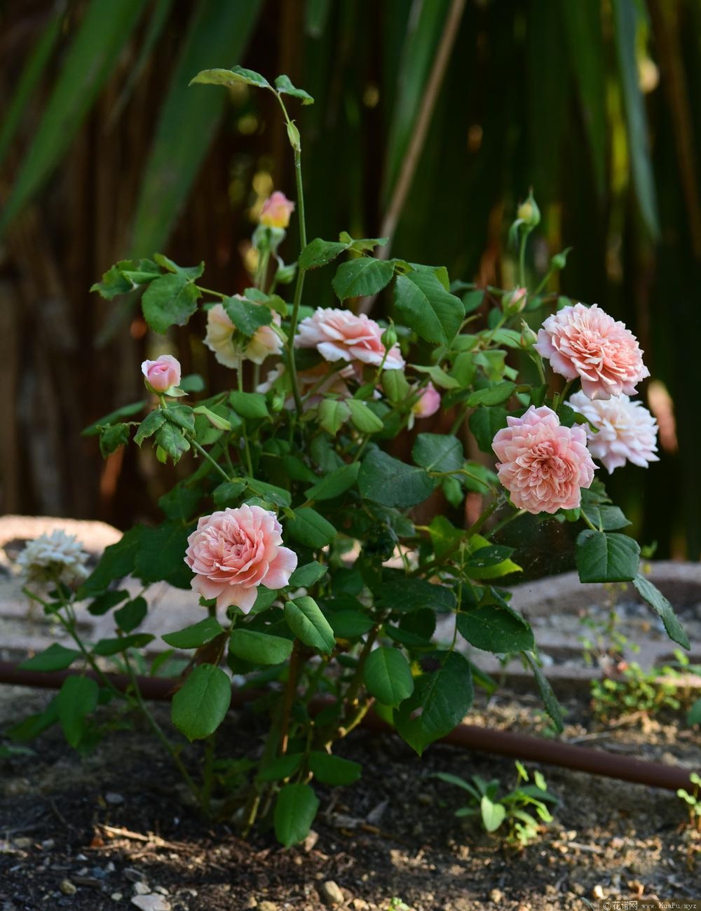 肖蒙花园节