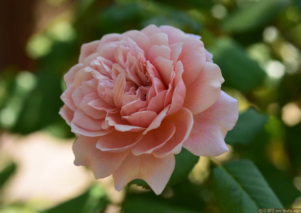 肖蒙花园节