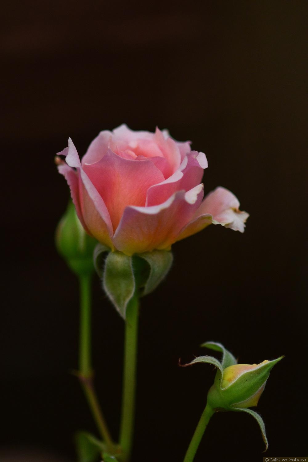 肖蒙花园节