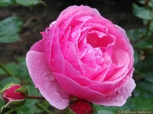 艾拉绒球 pomponell