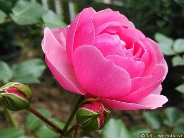 艾拉绒球 pomponell