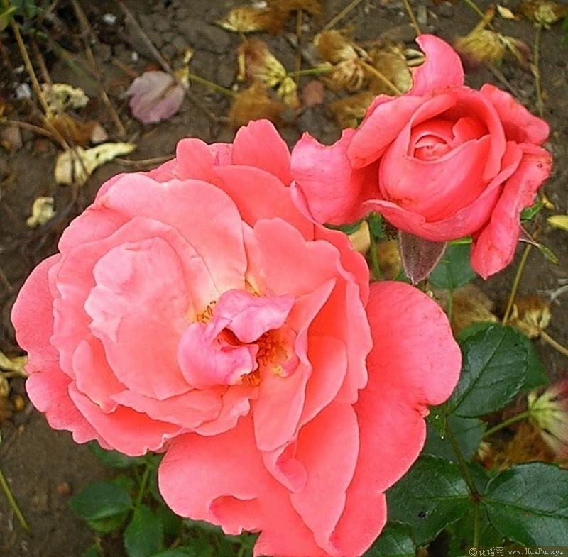 花之力