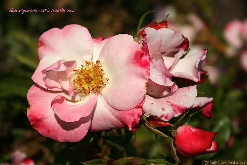 花霞