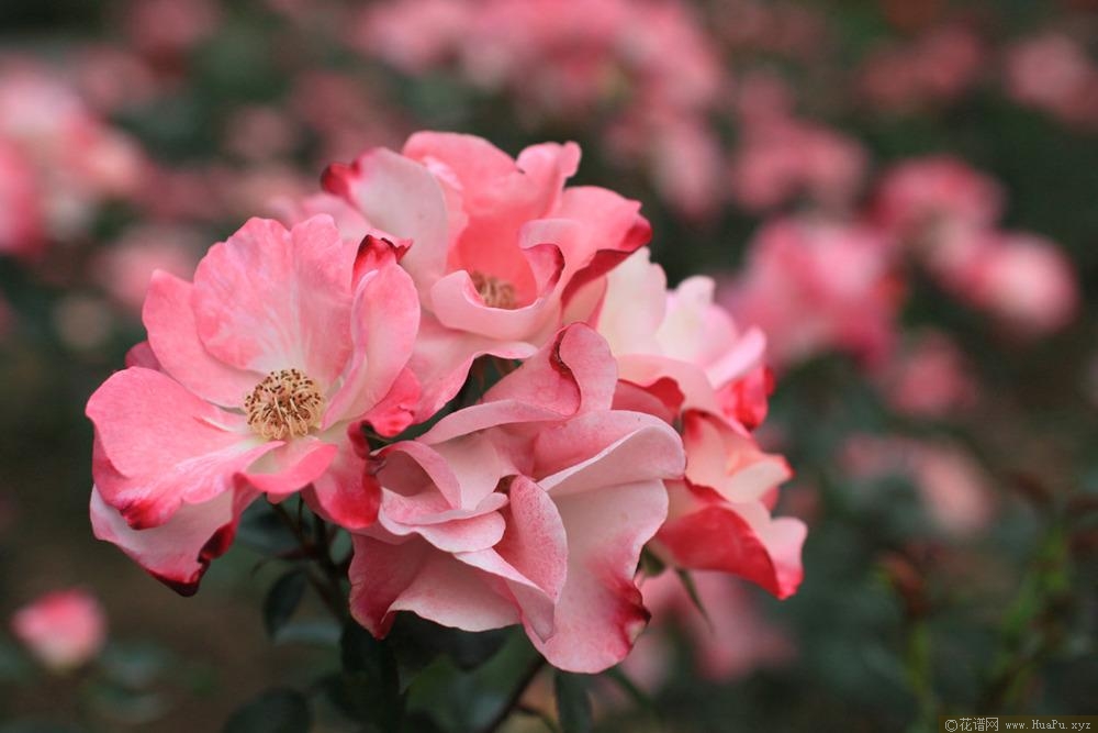 花霞