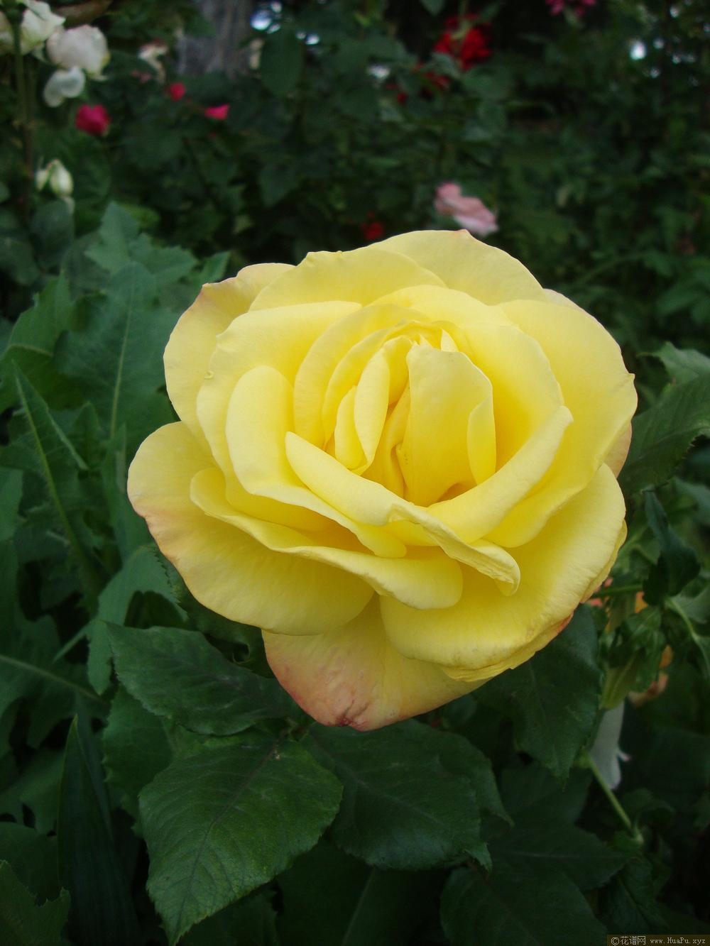 芳香信物