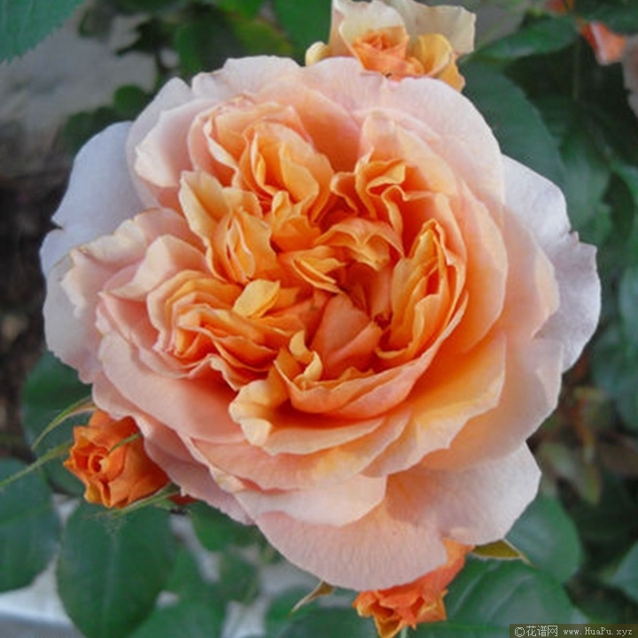 苏维尔西尼