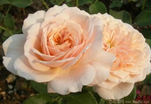 英式花园