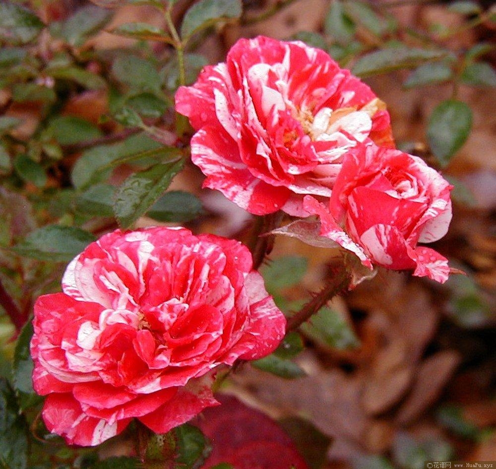 草莓漩涡
