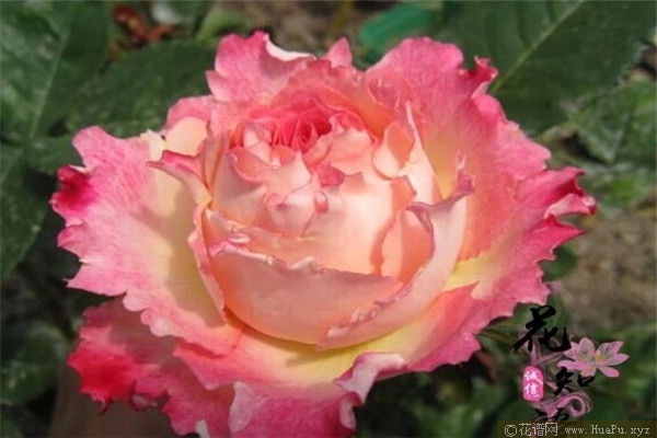莲花