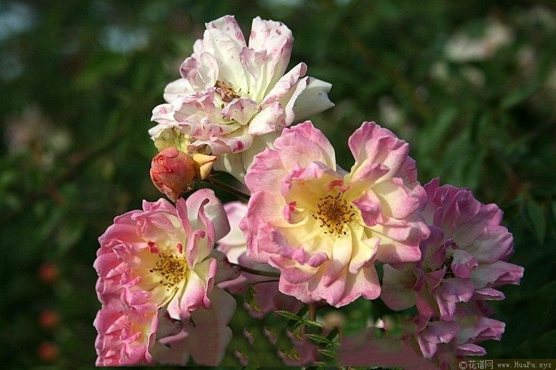 菲利斯彼得Phyllis Bide