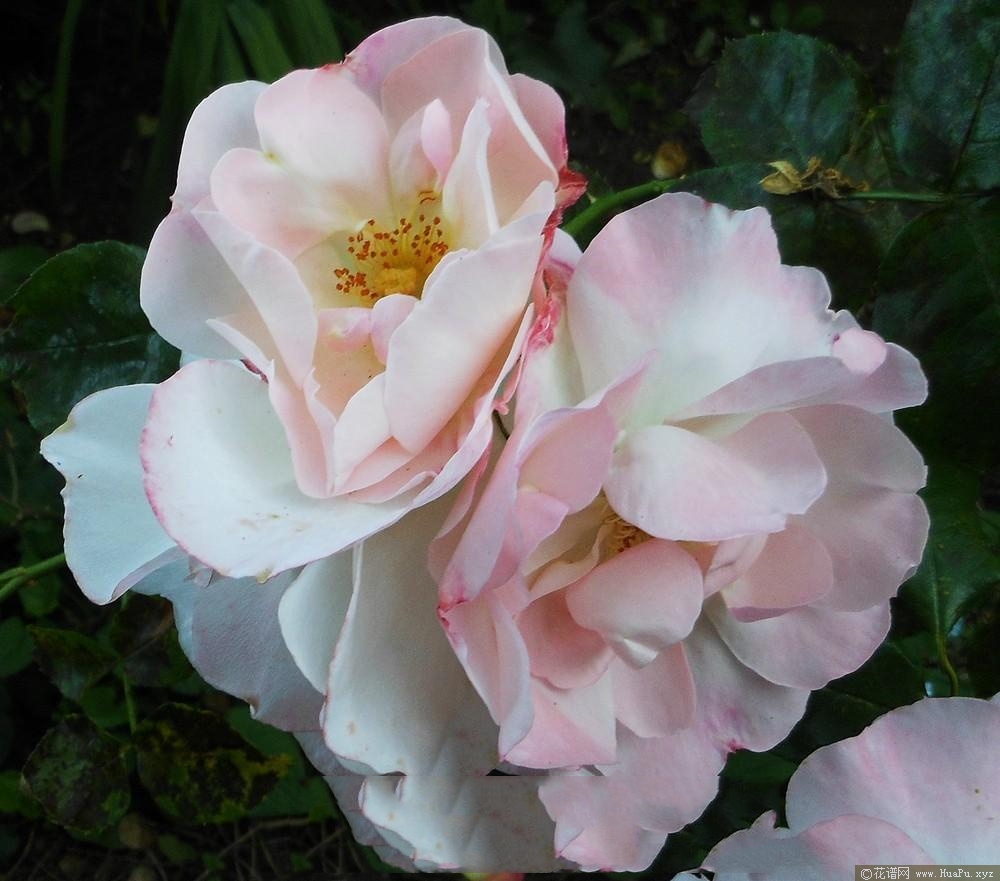 菲菲