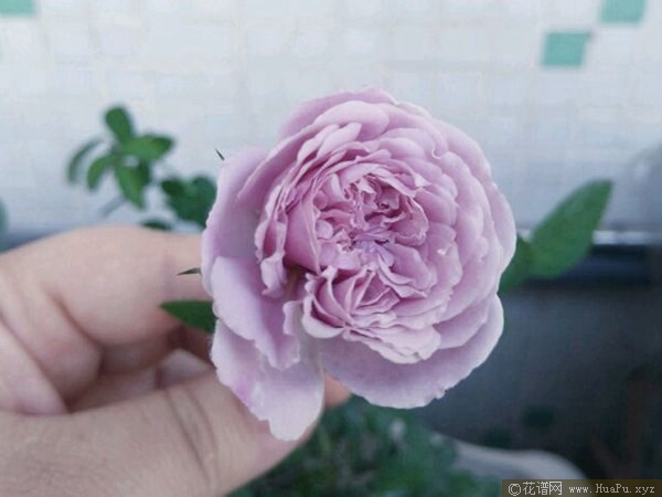 蓝色阴雨 Rainy Blue