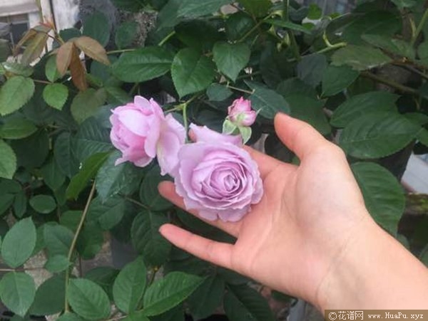 薰衣草花环 Lavender Flower Circus