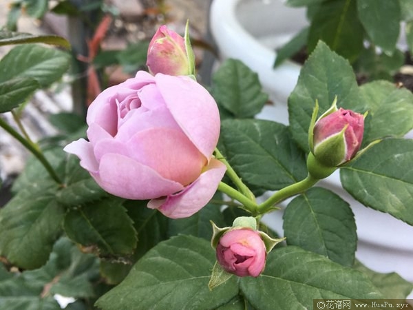 薰衣草花环 Lavender Flower Circus