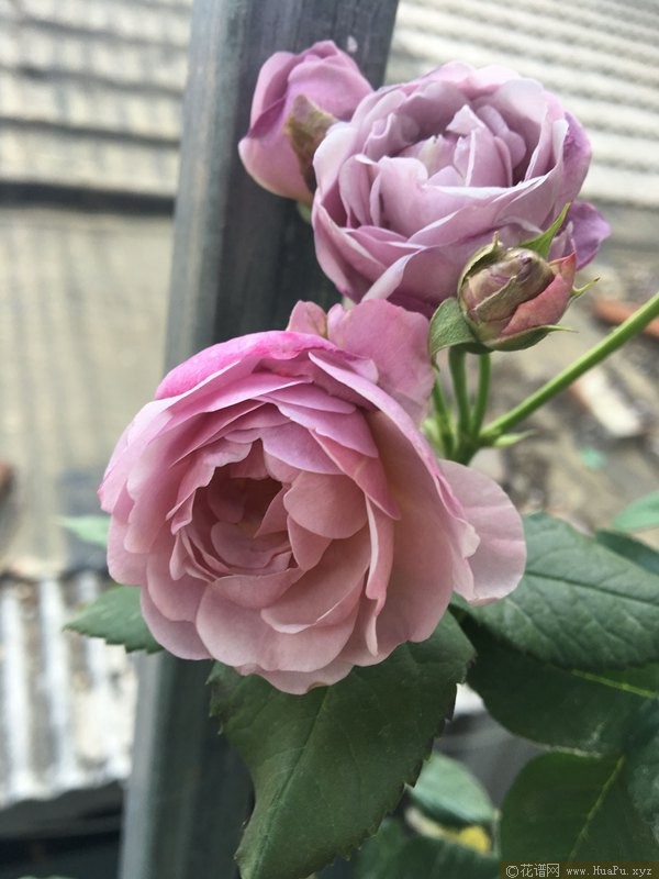 薰衣草花环 Lavender Flower Circus