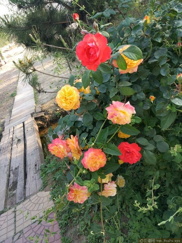 藤彩虹Cl Rainbow's End