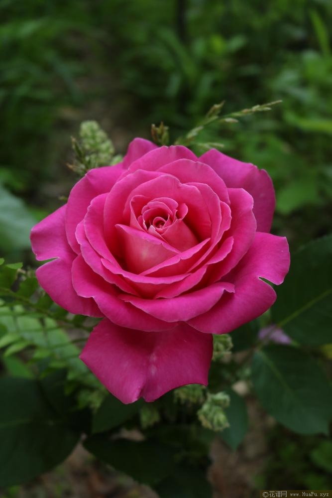 藤本粉和平PinkPeace,Cl.
