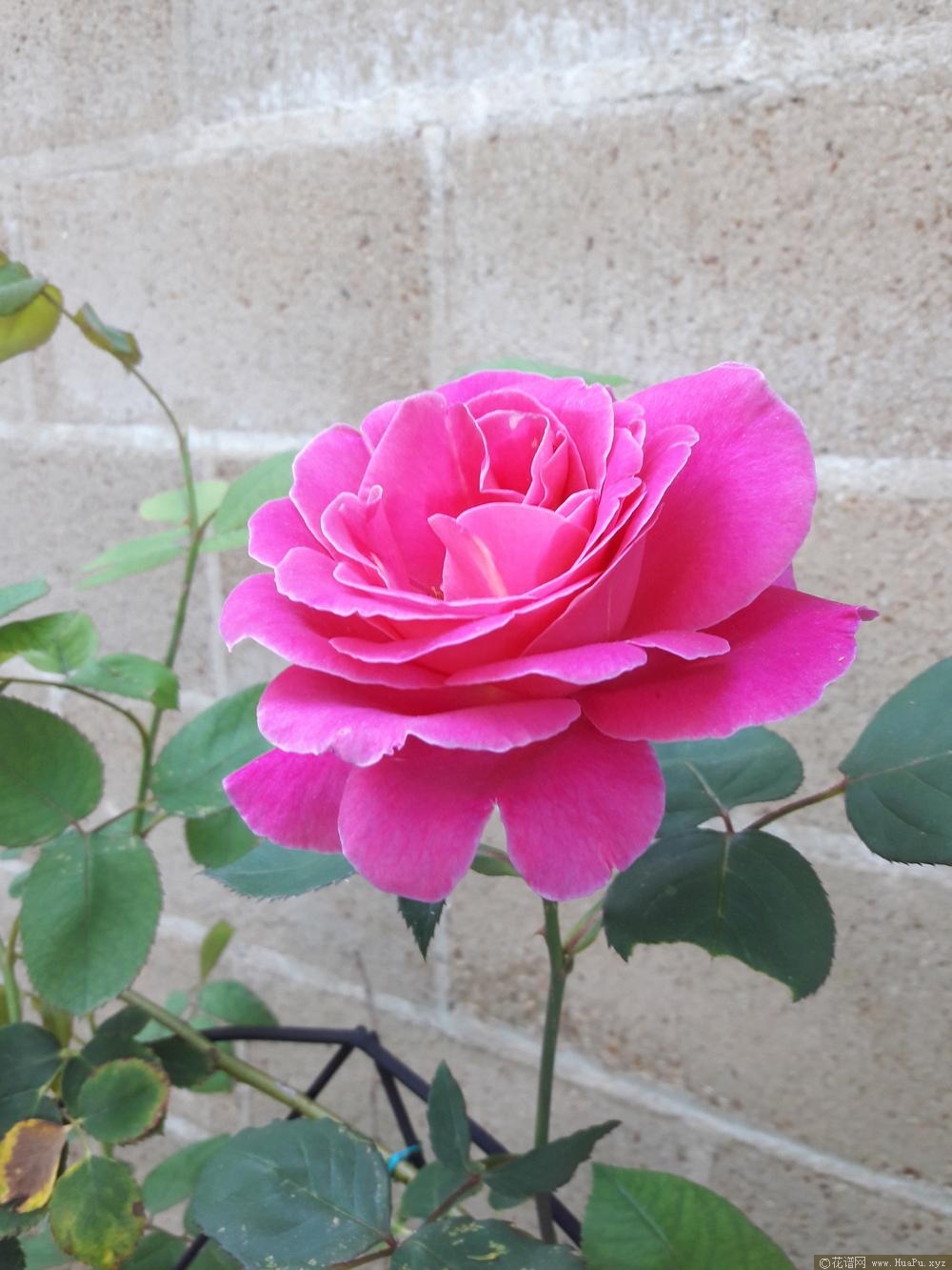 藤本粉和平PinkPeace,Cl.