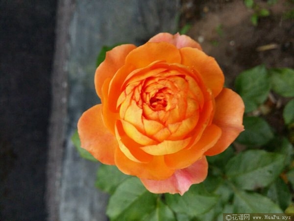 蜂蜜焦糖 Honey Caramel