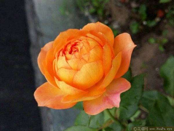蜂蜜焦糖 Honey Caramel