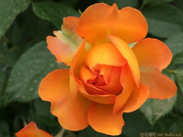 蜂蜜焦糖 Honey Caramel