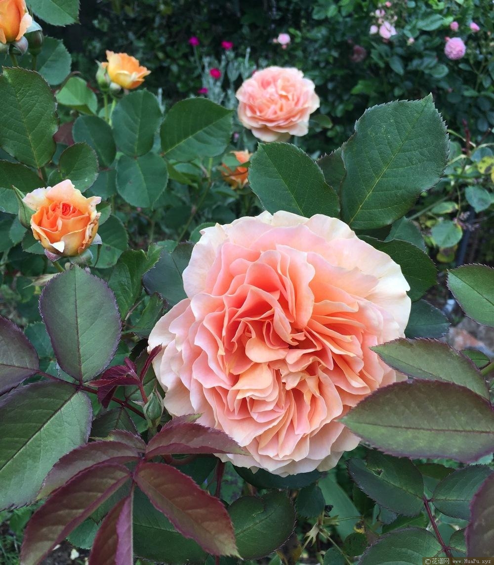 蜂蜜香水