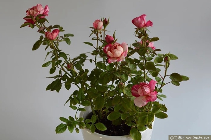 蜜糖