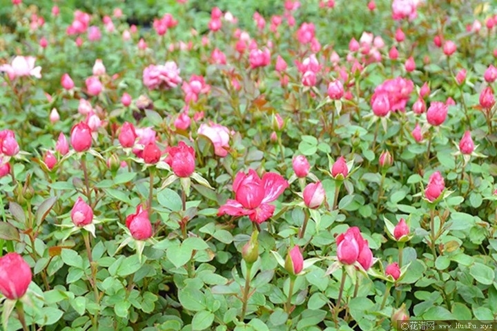 蜜糖