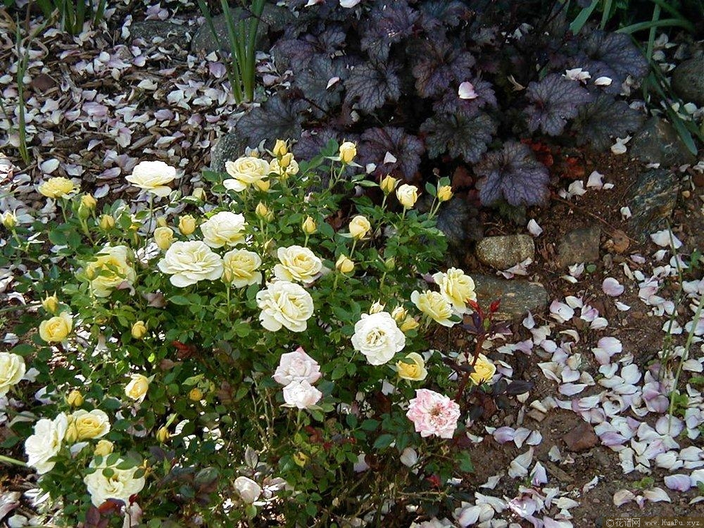金色红杉