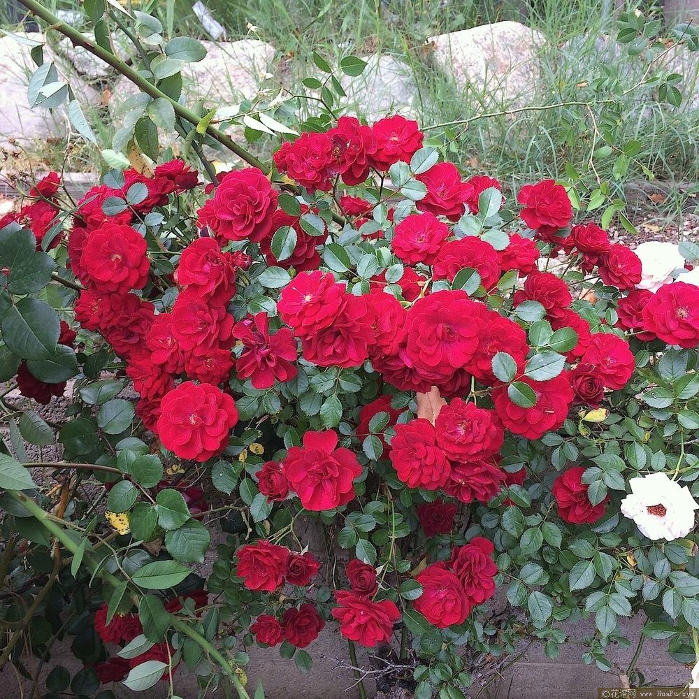 银河系
