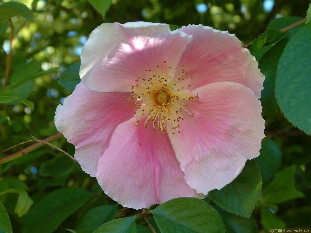 银莲花Anemone