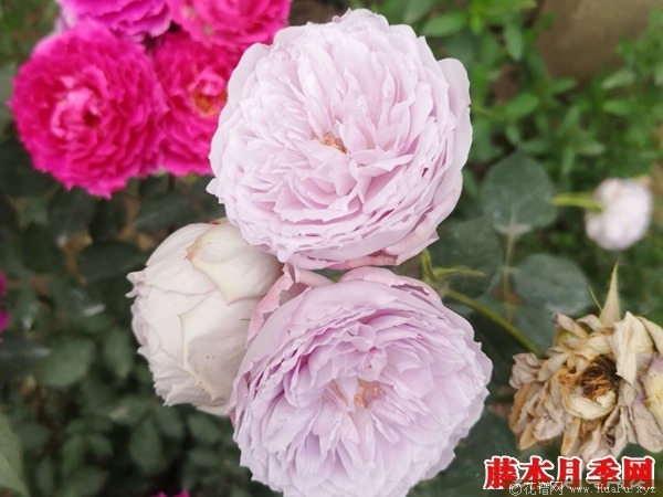 青金石