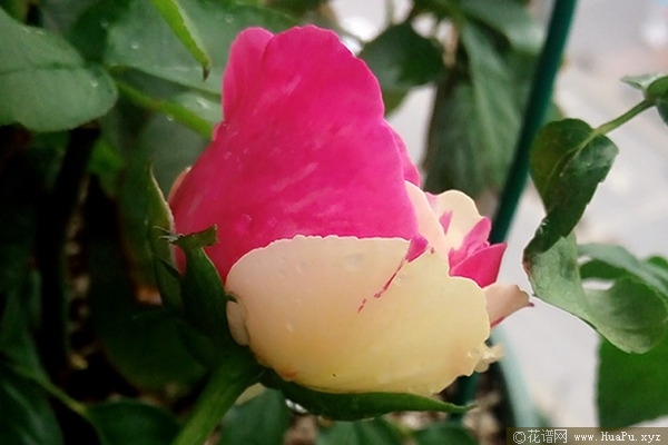 风月