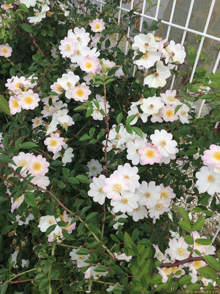 飞毯
