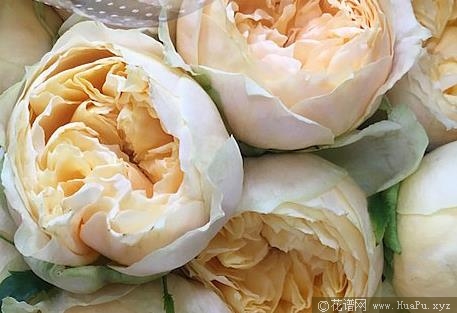 香草卡特琳娜