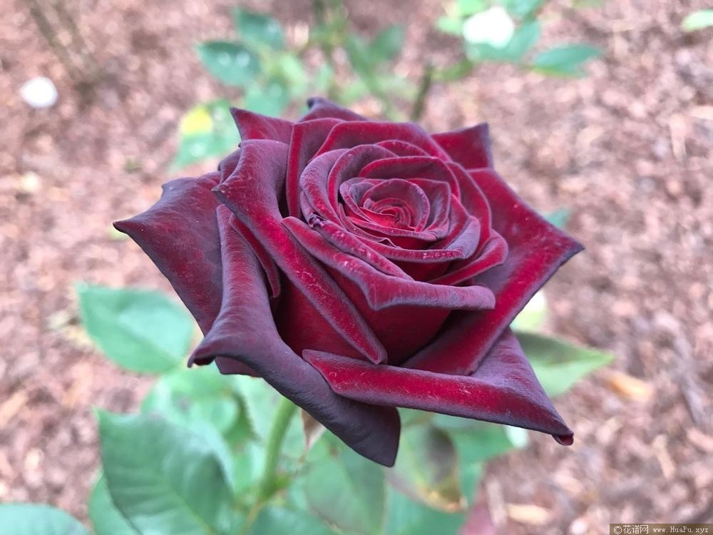 黑巴克Black Baccara