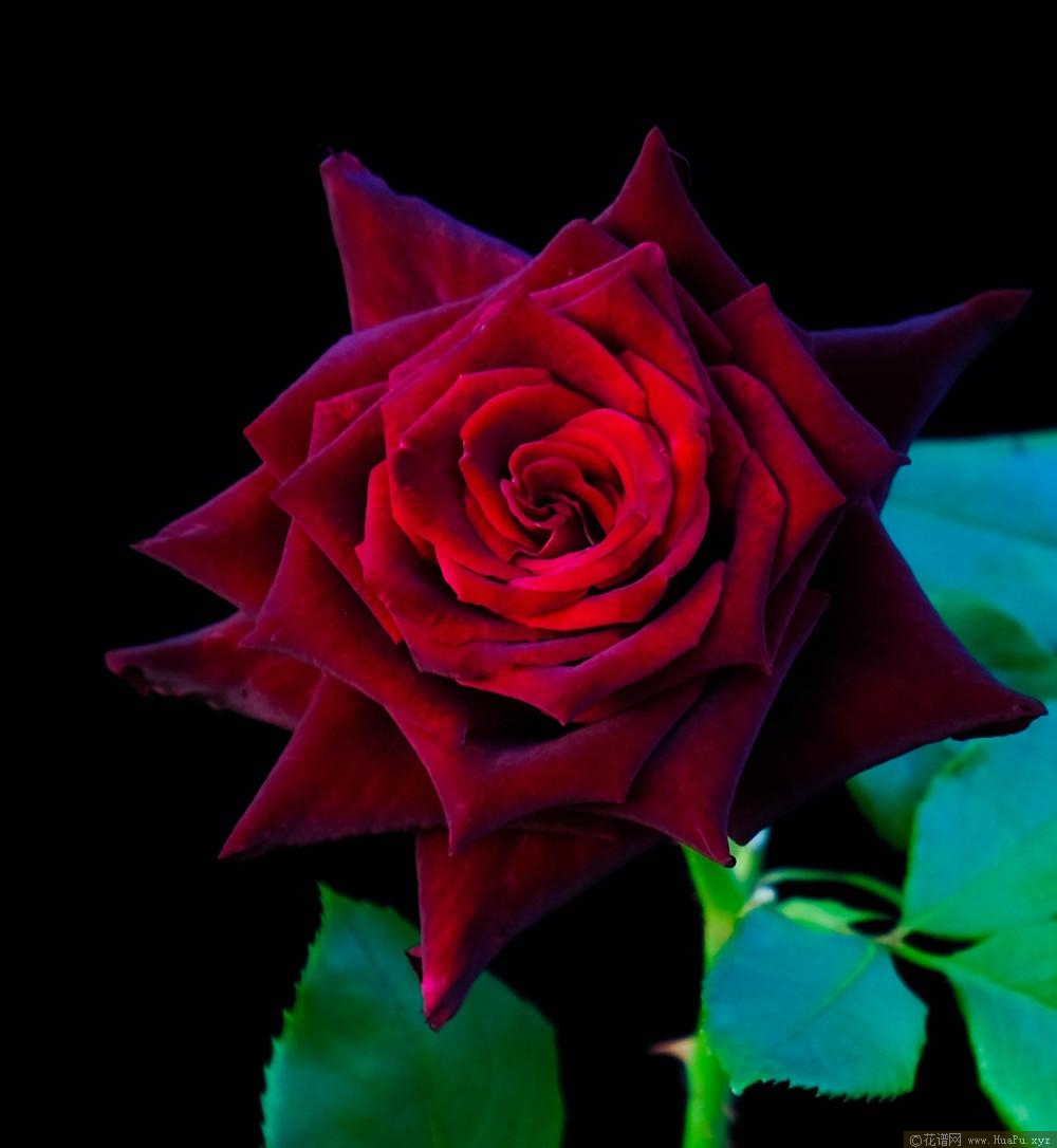 黑巴克Black Baccara