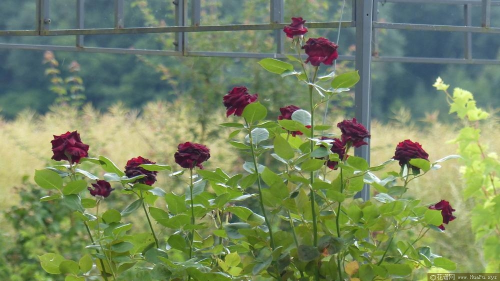 黑巴克Black Baccara