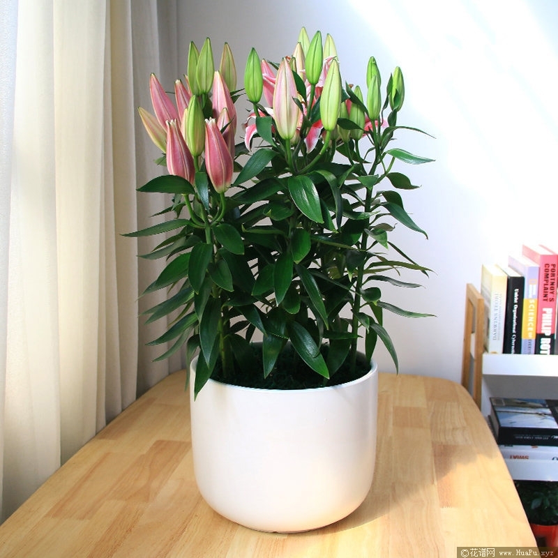 百合花