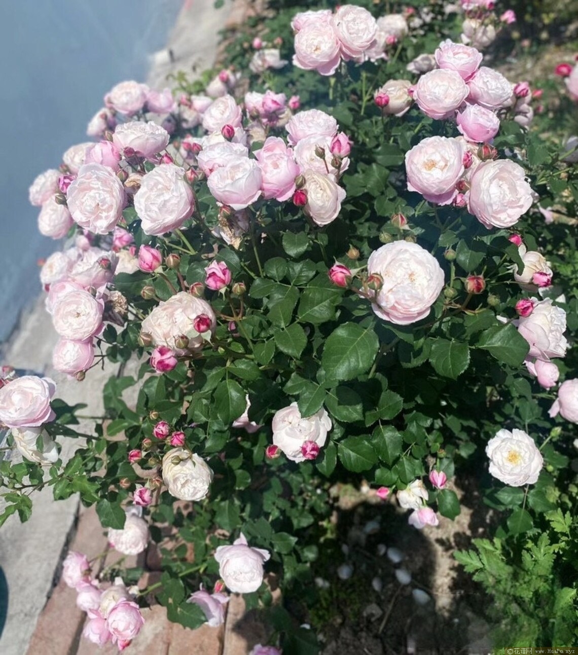 羽毛月季